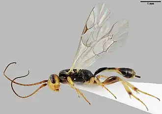 Mesochorus macrocephalus