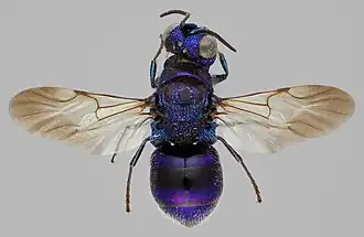 Pseudomalus violaceus