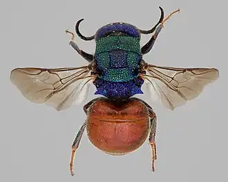 Hedychridium caputaureum