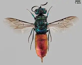 Chrysis subcoriacea