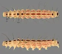 Rups: van boven en opzij gezien