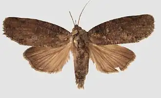 Gadirtha fusca