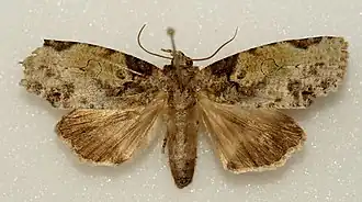 Gadirtha inexacta