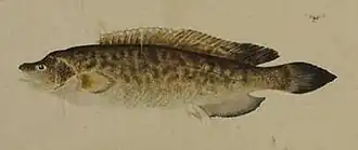Genypterus tigerinus