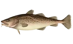 Pacifische kabeljauw