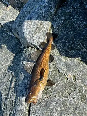 Groenlandse kabeljauw