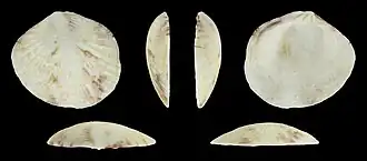 Gafrarium divaricatum