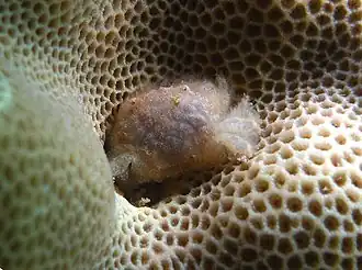 Gaillardiellus rueppelli