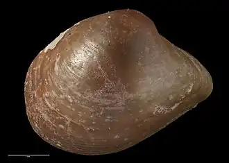 Gaimardia forsteriana