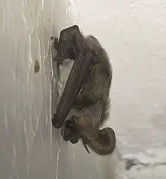 Libische grootoorvleermuis