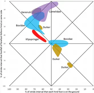 kameelachtigen Camelus, Vicugna, Lama, gerenoek Litocranius, klipspringer Oreotragus, duiker Cephalophus, holhoornigen Taurotragus, Boselaphus, Bos, Sylvicapra, Kobus, Oryx, Alcelaphus, Connochaetes, Antilope, Aepyceros, Gazella, Antidorcas, Hemitragus, Ovis
