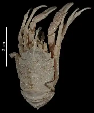 Galacantha subrostrata