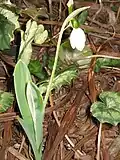 Galanthus elwesii