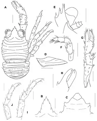 Galathea latirostris