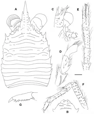 Galathea longimanoides
