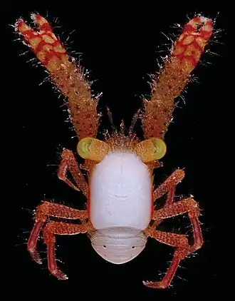 Galathea maculiabdominalis