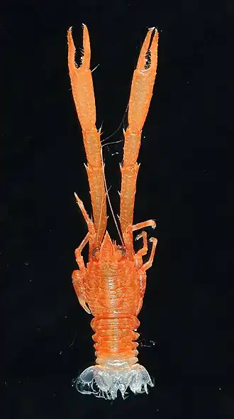 Galathea multilineata