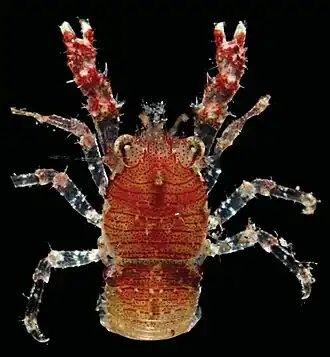 Galathea platycheles