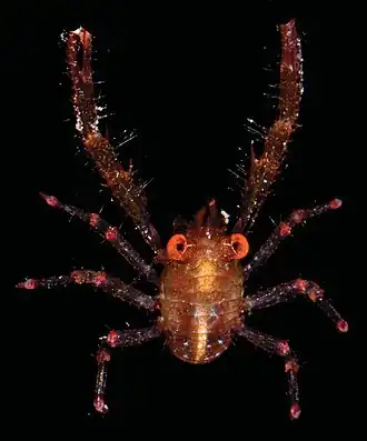 Galathea spinosorostris