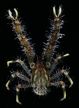 Galathea subsquamata