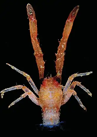 Galathea tanegashimae