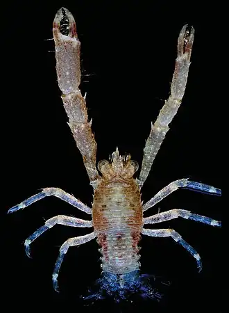 Galathea ternatensis