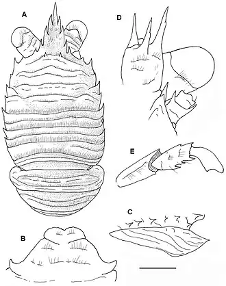 Galathea whiteleggii