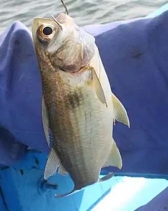 Galeoides decadactylus