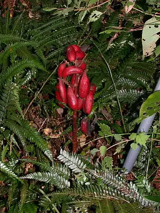 Galeola septentrionalis