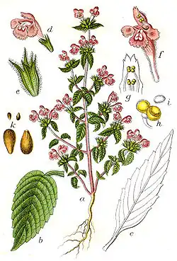 Illustratie van Jacob Sturm