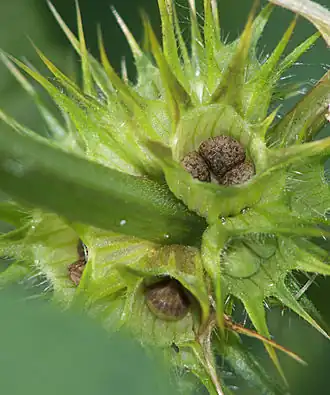 Vruchtjes van de gewone hennepnetel