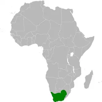 Grootsnavelleeuwerik