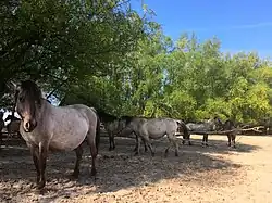 Koniks in een bijvoet-ooibos.