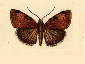 Galgula subapicalis
