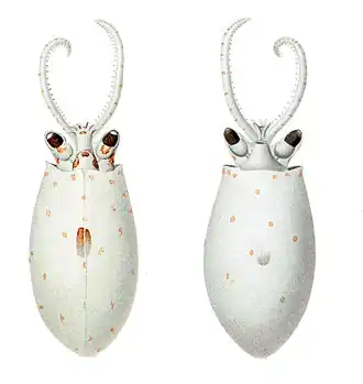 Galiteuthis glacialis