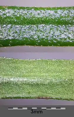 Blaadje, boven- en onderzijde