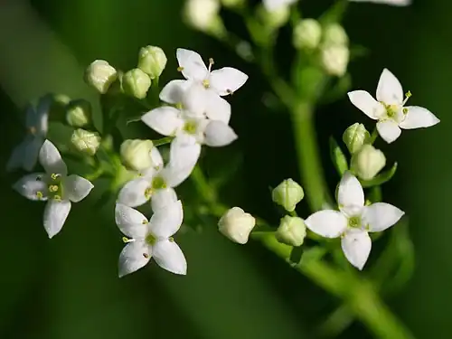 Galium saxatile - Liggend walstro