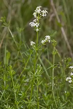Galium mollugo - Glad walstro