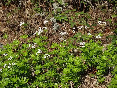 Galium odoratum - Lievevrouwebedstro