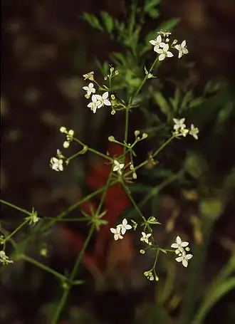 Galium pumilum - Kalkwalstro