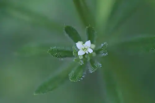 Galium spurium - Bastaardwalstro