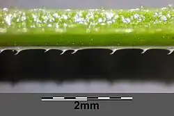 De stengel is bezet met naar beneden gerichte stekels