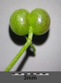 Kale vrucht (var. spurium)