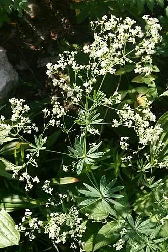 Galium sylvaticum - Boswalstro