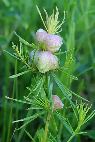 Walstrostengelgalmug