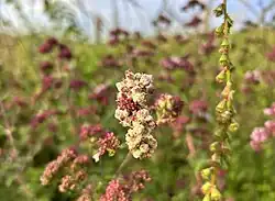 Gallen op wilde marjolein, hier in de associatie van dauwbraam en marjolein