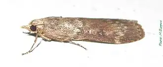 Lamoria clathrella