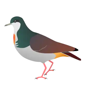 Tawitawidolksteekduif