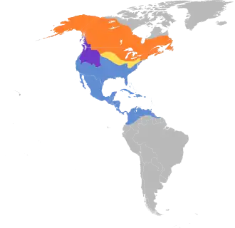 Amerikaanse watersnip
