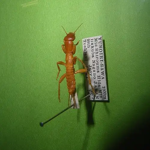 Grylloblattodea